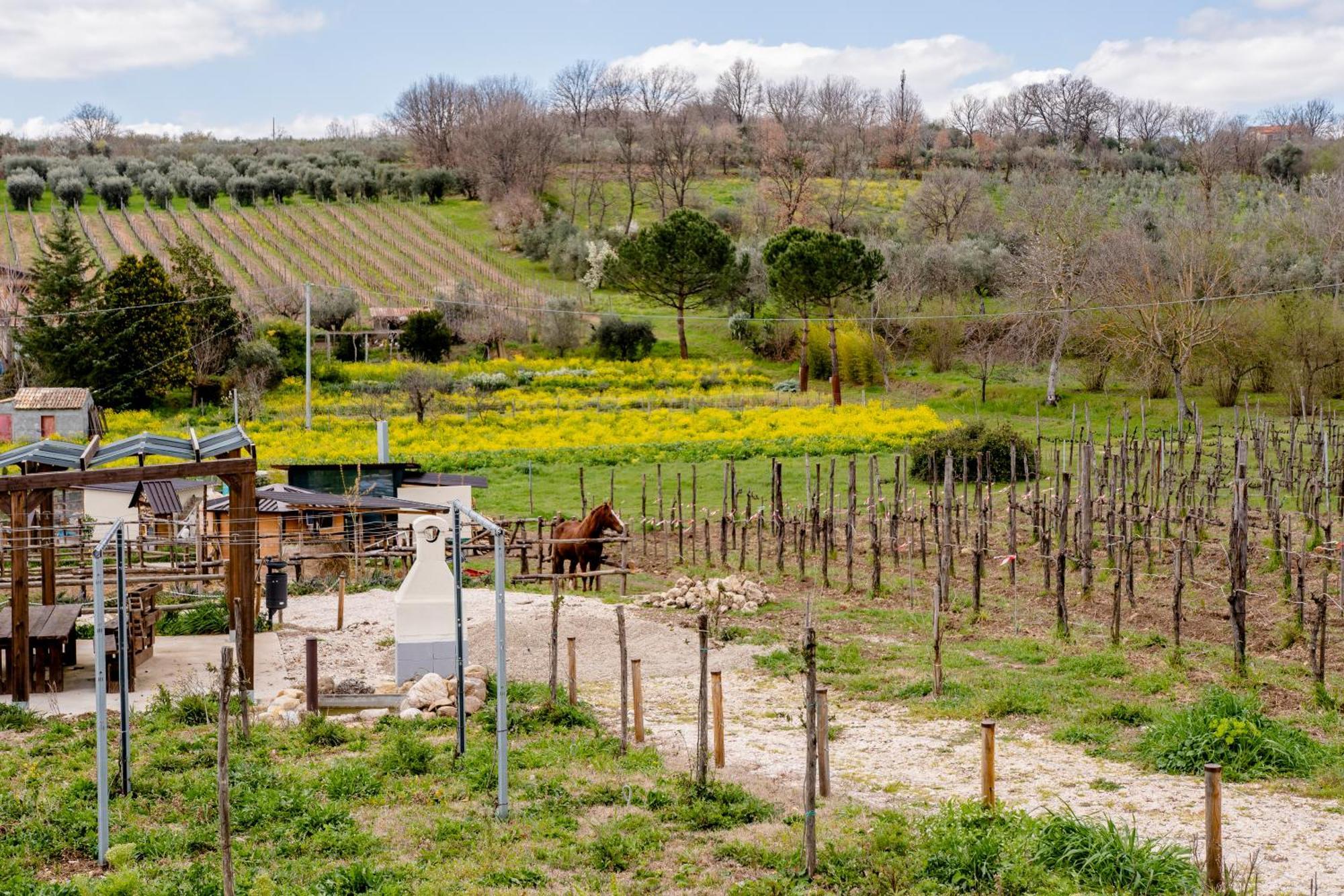 Paternopoli Il Poggio Degli Antichi Saporiヴィラ エクステリア 写真